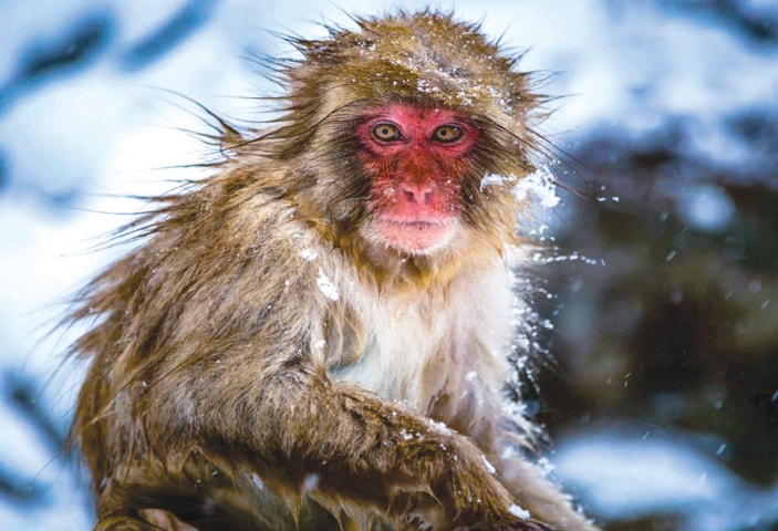 A snow-soaked monkey gazes into the camera lens | Photo by the writer