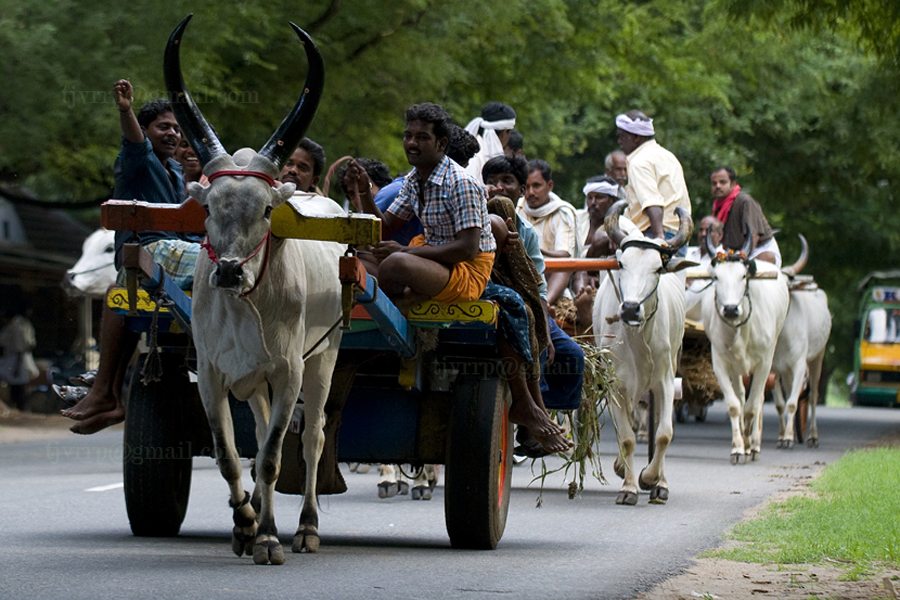 bullock_cart1.jpg