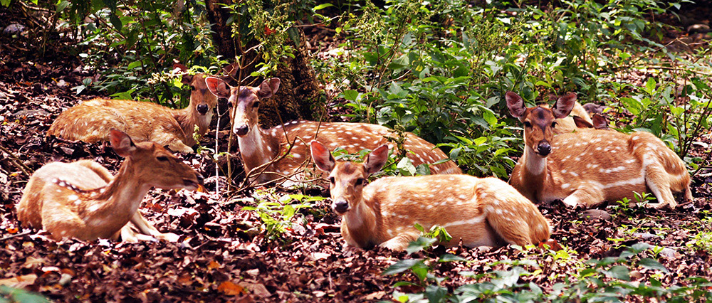 corbett-national-park-7155006.jpg