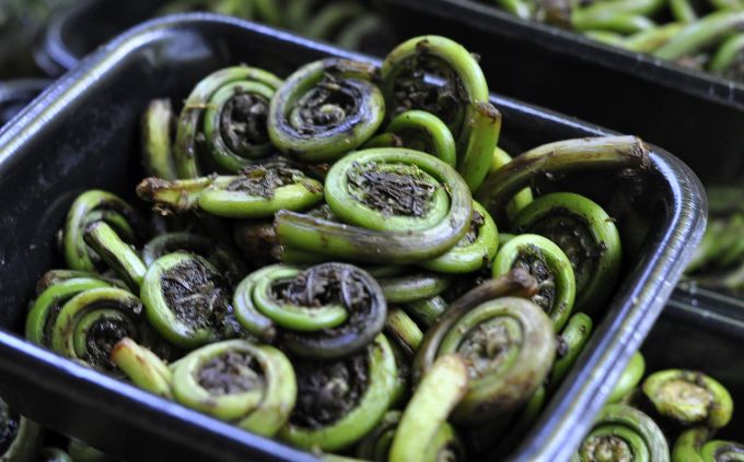 fiddlehead-ferns.jpg