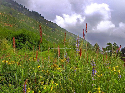 flowery+meadows.jpg