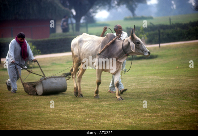 cow-pulling-lawn-mower-delhi-india-ph-dan-white-atx22f.jpg