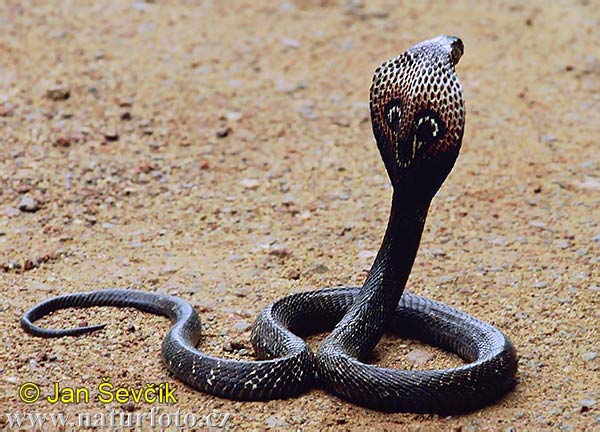 indian-cobra--naja-naja-2.jpg