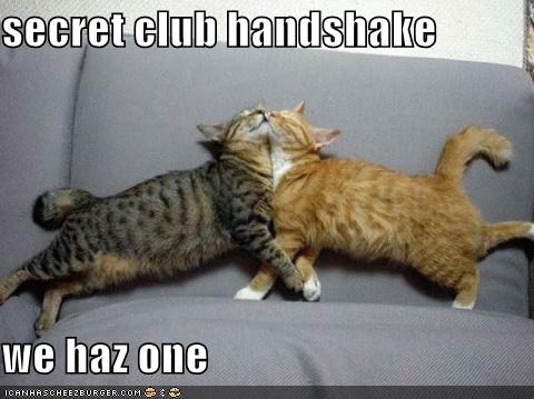 funny-pictures-cats-secret-handshake.jpg