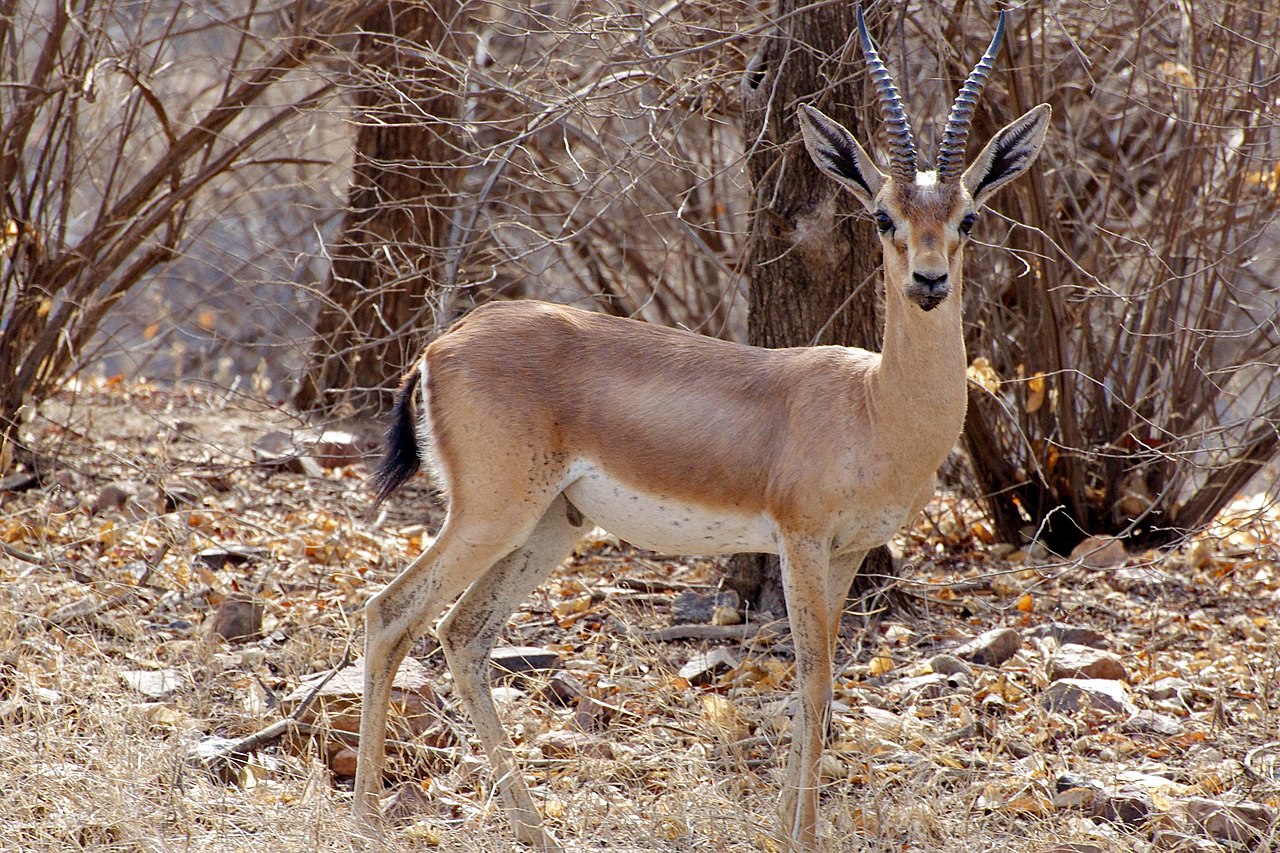 1280px-Chinkara_at_Ranthambore.jpg