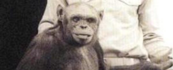 722-oliver-humanzee-chimp-hybrid-x_600.jpg