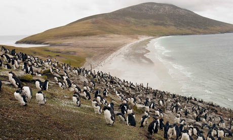 Penguins-on-the-Falkland--007.jpg