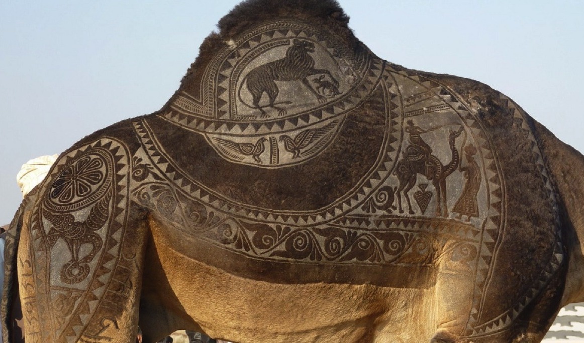 the-indian-city-of-bikaner-host-an-annual-camel-festival-in-january-the-designs-are-the-results-of-trimming-and-dying-the-camel-hair-photos-steve-hoge-and-osakabe-yasuo-5.jpg