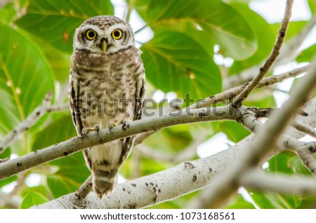 stock-photo-spotted-owlet-birds-of-pakistan-1073168561.jpg