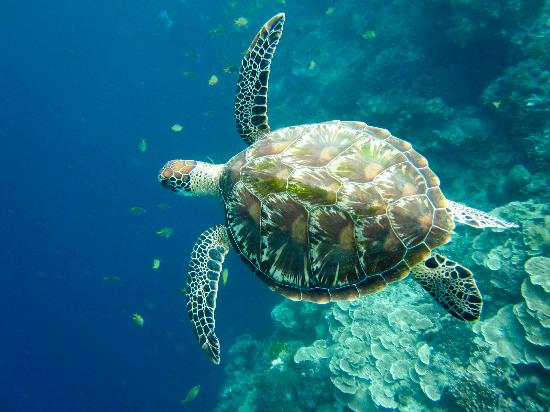 green-turtle-balicasag.jpg