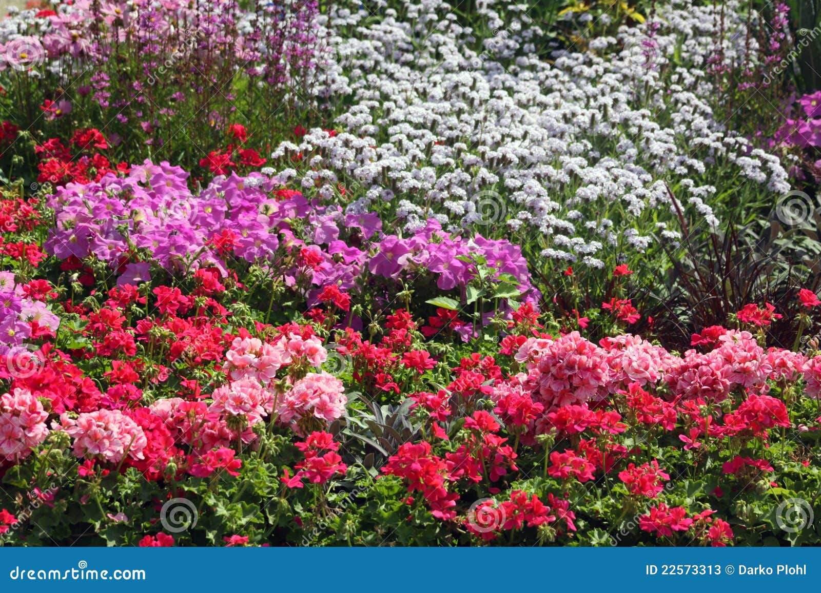 flowers-ornamental-garden-bed-22573313.jpg