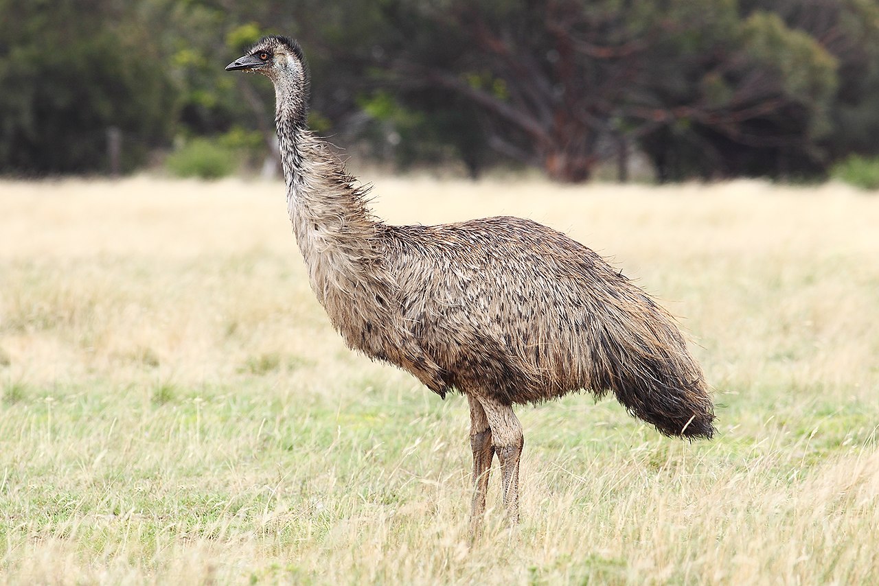 1280px-Emu-wild.jpg