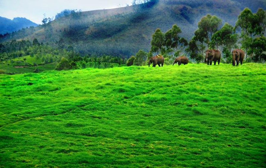 kerala-munnar.jpg