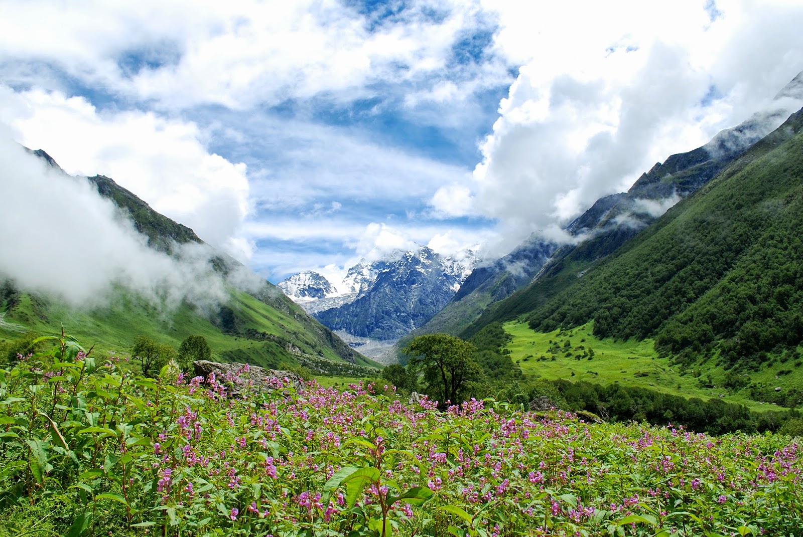 valley+of+flowers.jpg