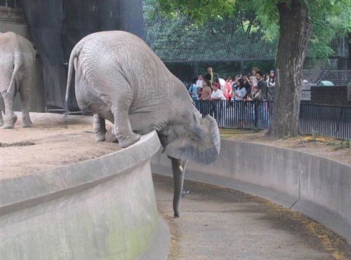 fun-elephant.jpg