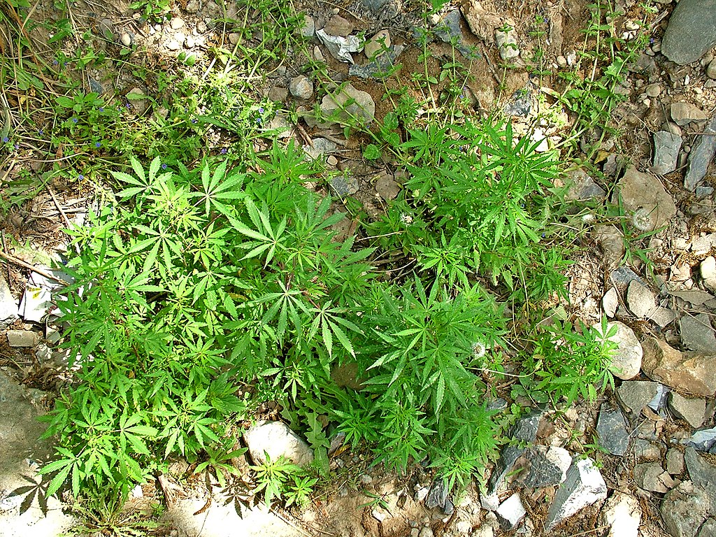 1024px-Marijuana_growing_Islamabad_01.jpg
