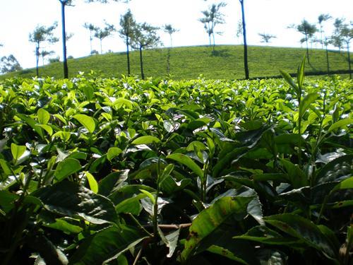 Munnar-Tea-Plantation.jpg