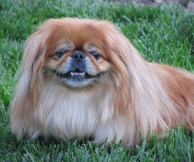 PekingeseSissiePrincess11YearsOld1.JPG