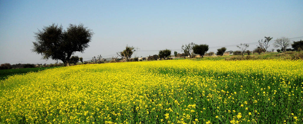 beauty_of_mustard_fields_by_ahsanclicks-d68z1fp.jpg