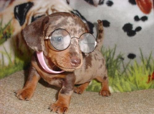 smart-dog2.jpg