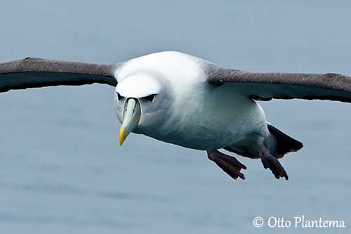 albatros-a-cape-blanche-op2.jpg