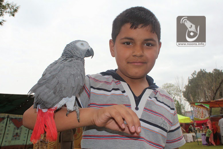 Annual-Flower-Bird-Show-CDA-Islamabad-Urdu-Blog-Noon-Wal-Qalam-noons.info-Naeem-Khan-naeemswat-Pet-Afriqan-Gray-Parrot.jpg