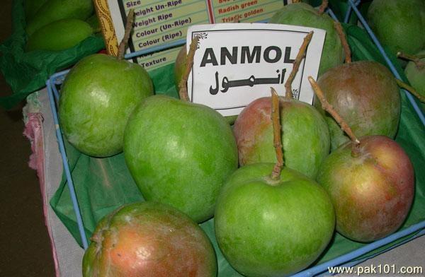 Anmol_Mango_wvwzd_Pak101(dot)com.jpg