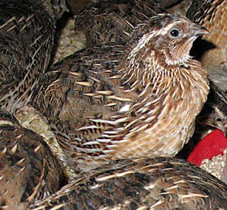 male-quail.jpg