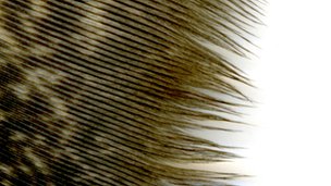 _57965634_p10zoomfringesventralbachmann.jpg