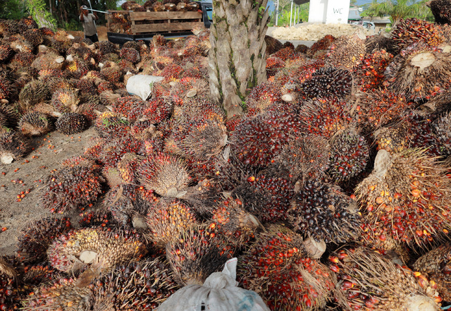 jakartaglobe.id