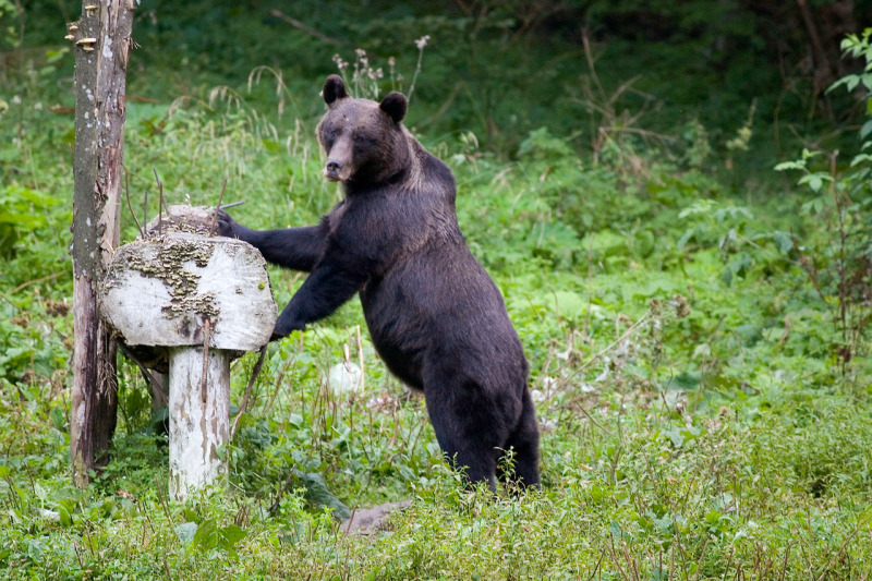 carpathian_bear.jpg