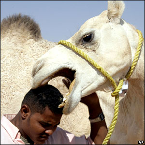 _44286822_09sudan_camel_ap.jpg