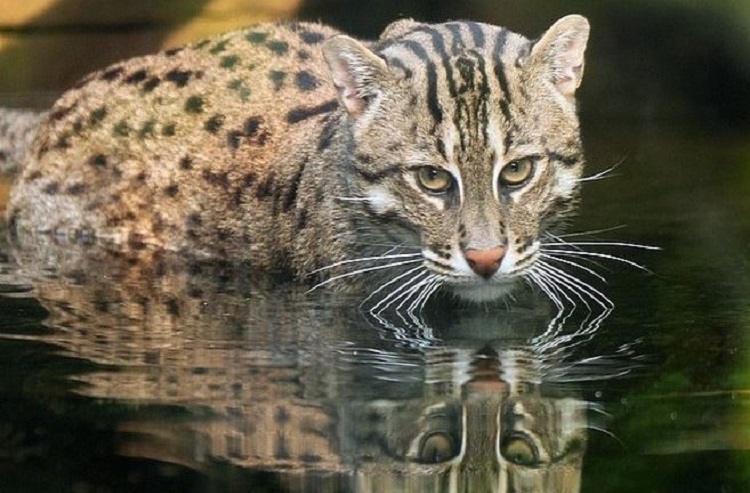 Fishing-Cat.jpg