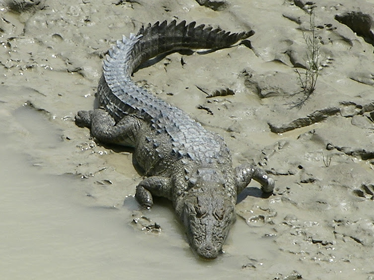 crocodile+in+hingol+river.JPG