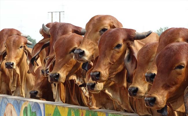 4biuk49o_indian-cows-generic-pixabay_625x300_09_August_18.jpg