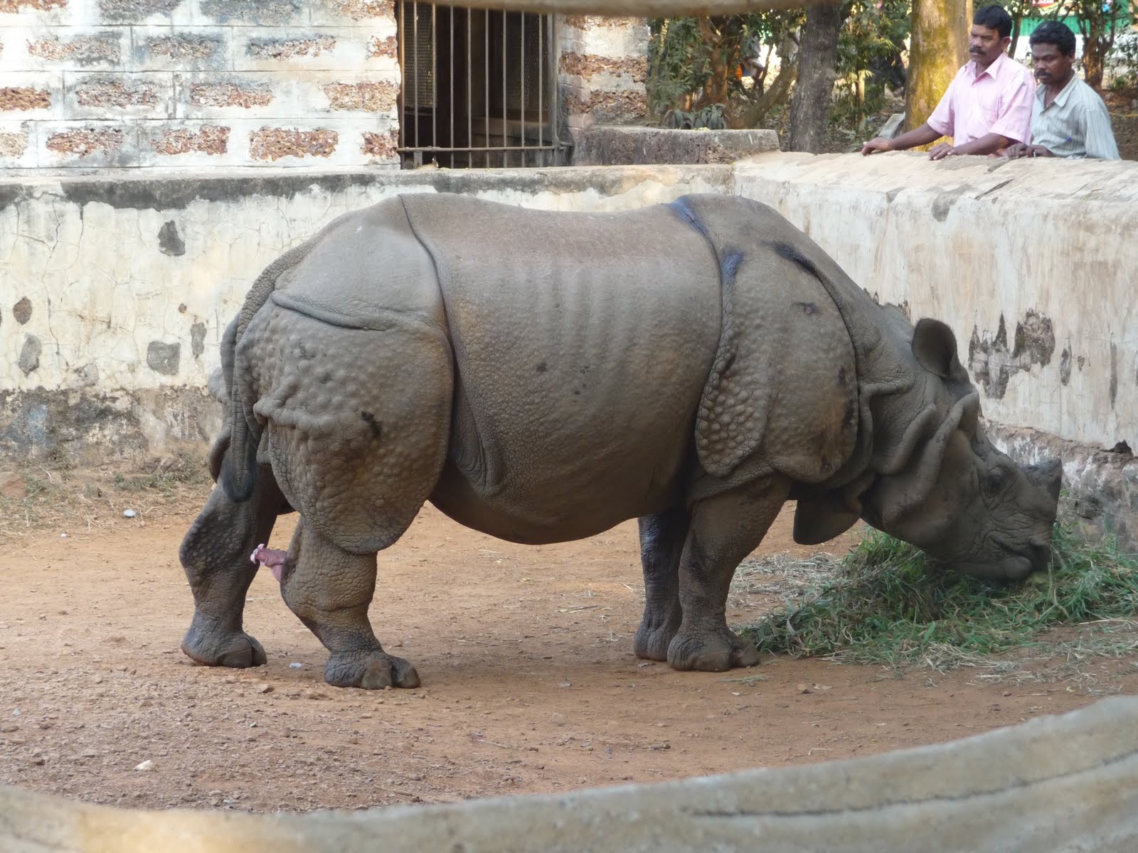rhino-at-nandankanan-zoological-park-bhubaneswar.jpg