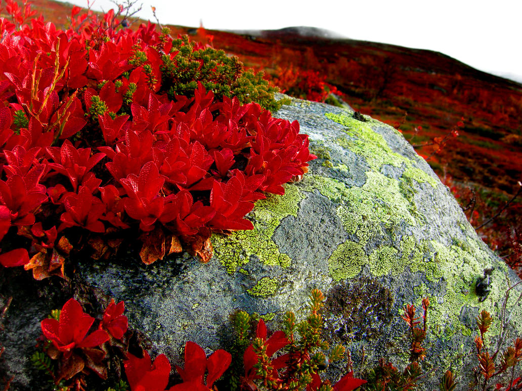 Mountain_Flowers_in_Norway_by_wallpapergirl92.jpg