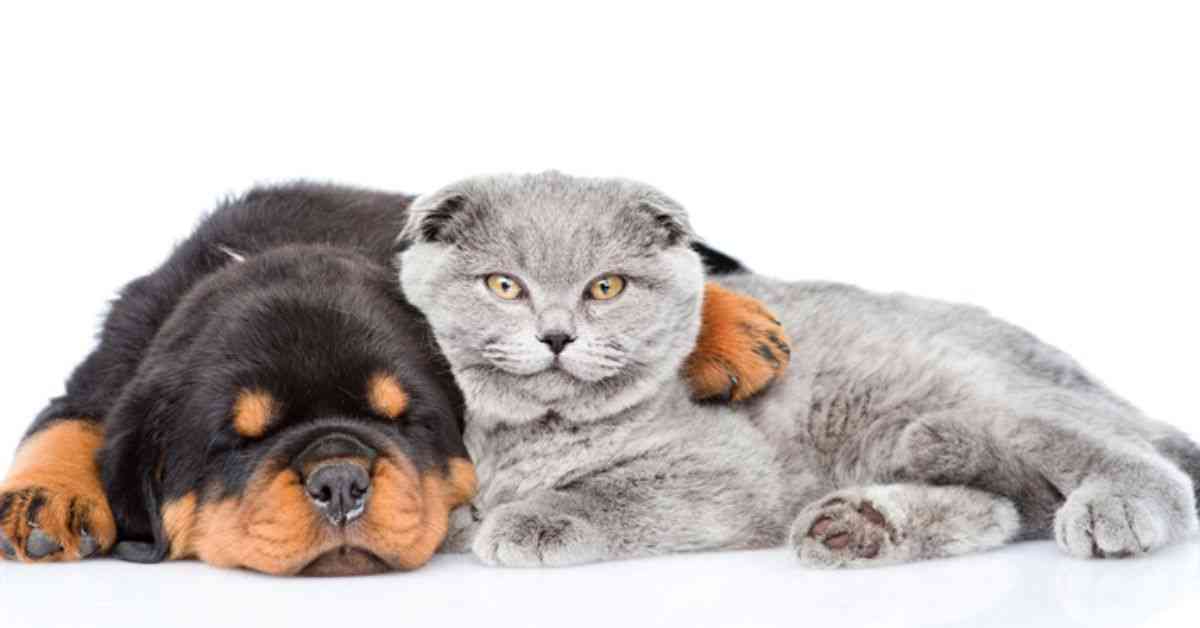 Keeping-a-Cat-With-Rottweiler-compressed.jpg