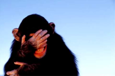 embarrassed-chimpanzee.jpg