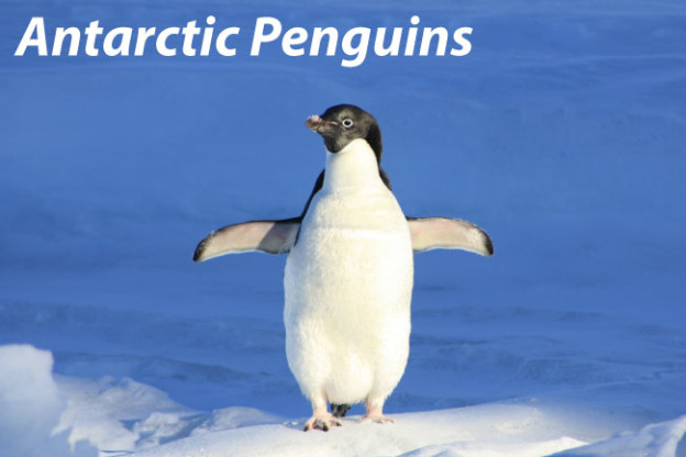 Antarctic-Penguins-624x416.jpg