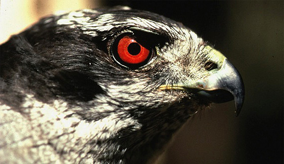 QueenCharlotteGoshawk_CraigFlatten_FPWC_2.jpg