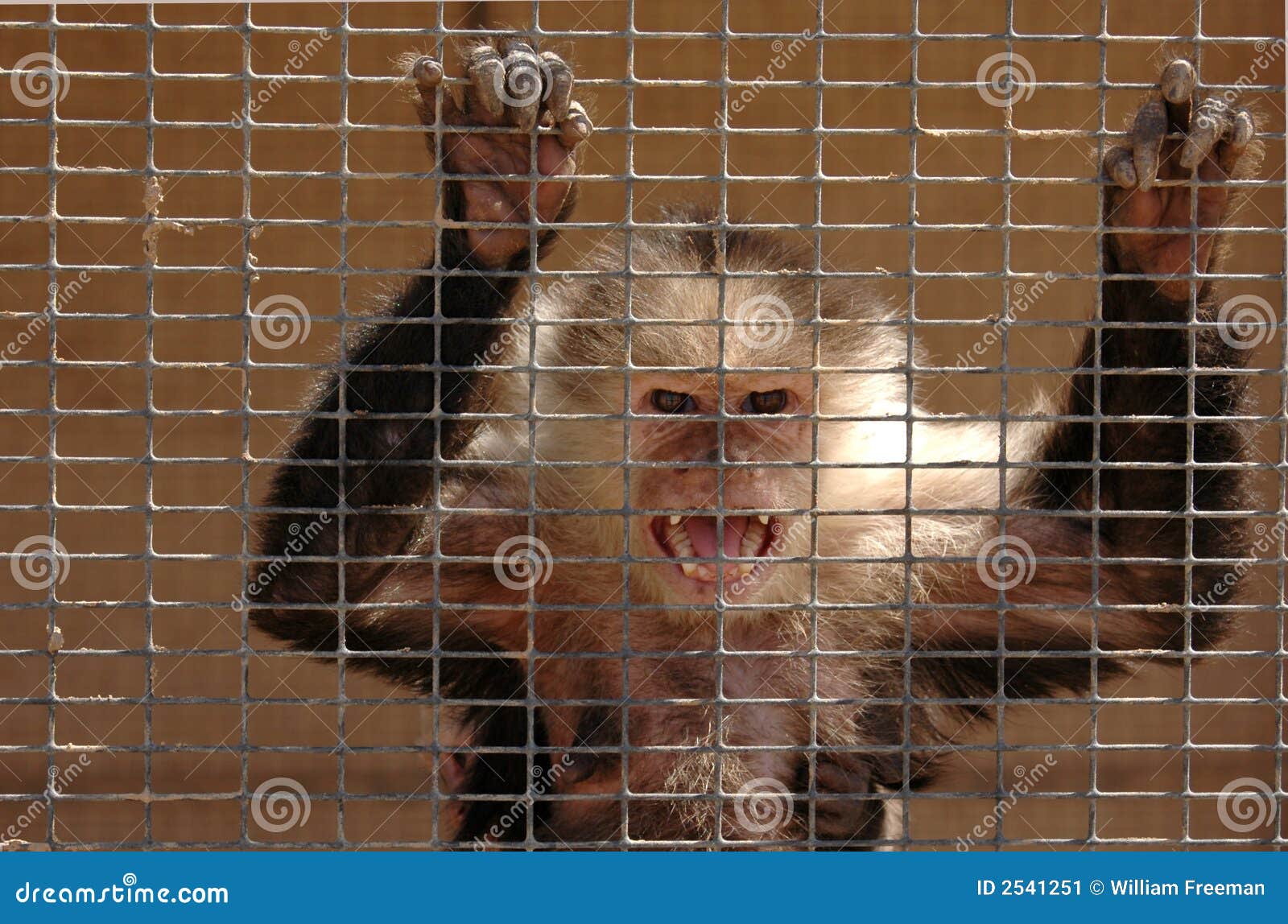 angry-monkey-2541251.jpg