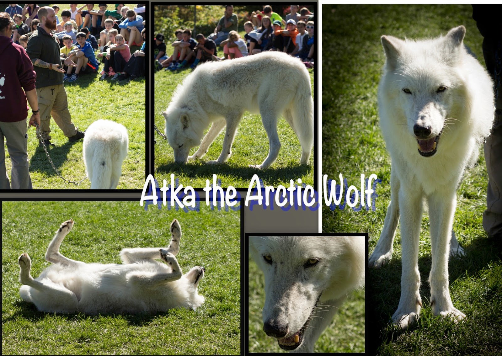 Atka.jpg