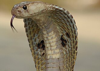 330px-Indiancobra.jpg