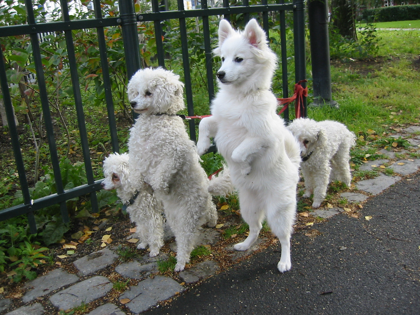 White_dogs_on_hind_legs.jpg