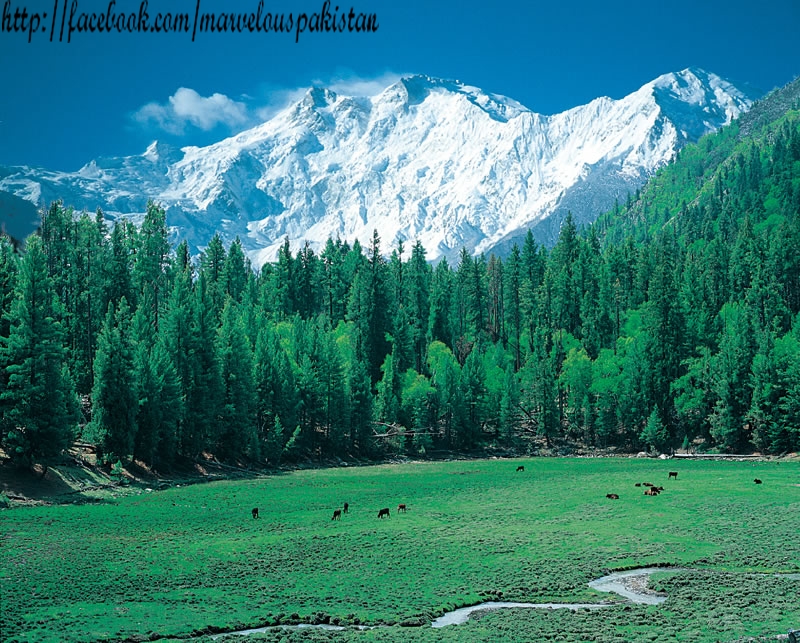 Fairy-Meadows-Pakistan.jpg