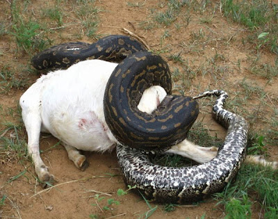 anaconda%2Bsnake%2Beating%2Bgoat%2BWallpapers.jpg