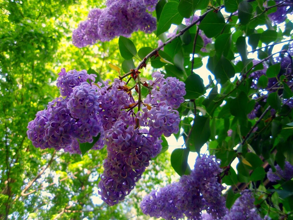 Lilac+bush.jpg