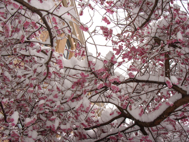 Japanese-Sakura.jpg