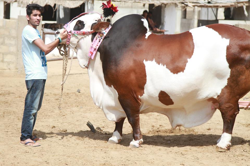 Amir-Dilpasand-Cow-2014.jpg